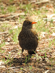 red billed bird