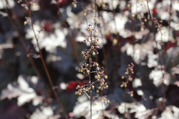 Close-up of Heuchera &lsquo;Plum Pudding&rsquo;, also known as coral bells, with large plum-purple leaves in a summer garden