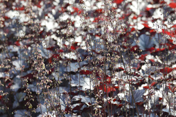 Close-up of Heuchera &lsquo;Plum Pudding&rsquo;, also known as coral bells, with large plum-purple leaves in a summer garden