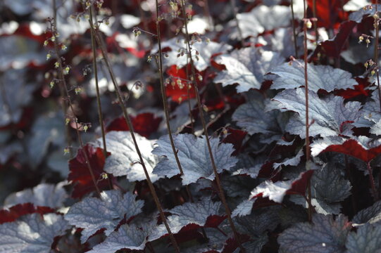 Close-up of Heuchera &lsquo;Plum Pudding&rsquo;, also known as coral bells, with large plum-purple leaves in a summer garden