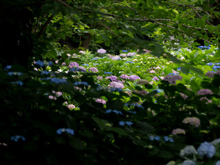 たくさんの紫陽花