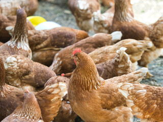 Brown egg laying hens raised in a natural outdoor garden