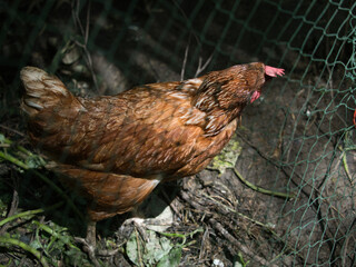 Brown egg laying hens raised in a natural outdoor garden