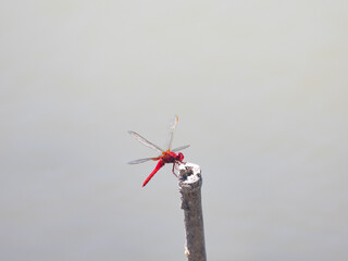 赤いトンボ © 渉 中村