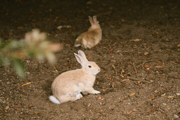 Rabbit Island, Hiroshima Japan
