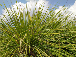 Photo of lemongrass plant with scientific name Cymbopogon Citratus.