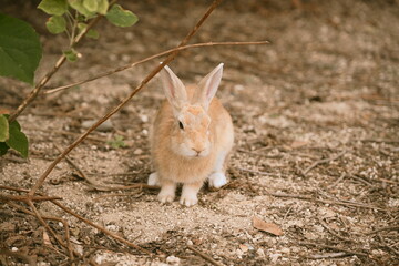 Rabbit Island, Hiroshima Japan