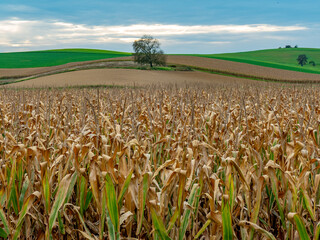 Maisfeld kurz vor der Ernte in idyllischer Hügellandschaft