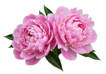 Two pink peony flowers isolated on transparent background, floral arrangement for wedding invitations and greeting cards design PNG