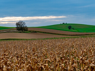 Maisfeld kurz vor der Ernte in idyllischer Hügellandschaft