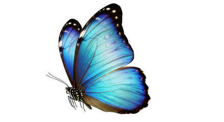 Blue Morpho Butterfly with Intricate Wing Patterns on Black Background