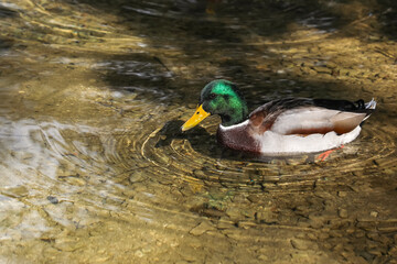 Male mallard glides on clear shallow water, vibrant green head and yellow bill reflecting sunlight, surrounded by gentle ripples—nature and wildlife concept.