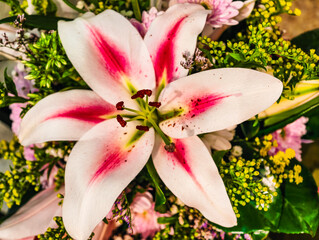 Vibrant Pink-Streaked White Stargazer Lily Close-Up in Lush Floral Bouquet - Ultra High Resolution Professional Stock Photography for Advertising and Design