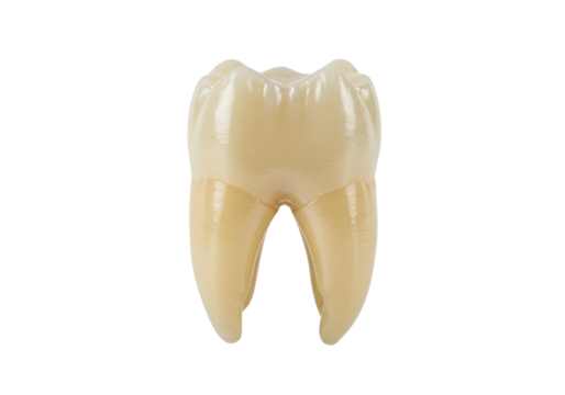 Realistic molar tooth isolated on transparent background, dental anatomy model for educational and medical use, PNG