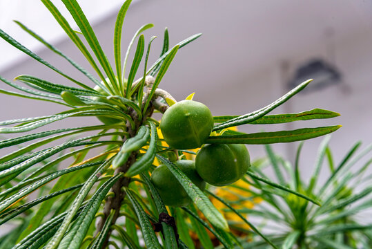 flor, primavera, amarilla, naturaleza, florecer, huerta, flora, hojas, codo de fraile, follaje verde, blanco, p&eacute;talo, floral, tulipa