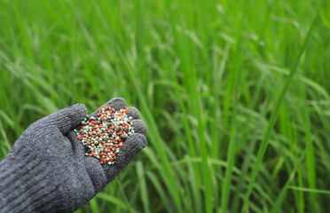 farmer hand hold chemical fertilize for using in green rice filed before harvesting