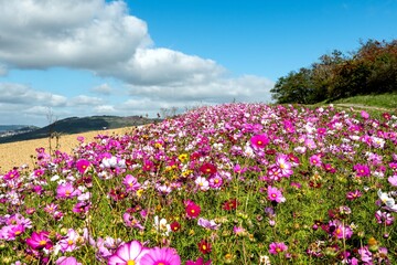 Champ de fleurs cosmos très colorés du rose au violet au bord du chemin de randonnée sur le chemin de l'arkose prêt de Montpeyroux dans le puy de dome © annick
