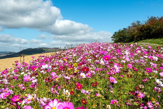 Champ de fleurs cosmos tr&egrave;s color&eacute;s du rose au violet au bord du chemin de randonn&eacute;e sur le chemin de l'arkose pr&ecirc;t de Montpeyroux dans le puy de dome