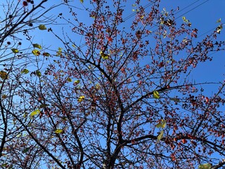Autumn tree branches with red berries against blue sky