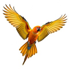 Fototapeta premium Vibrant Sun Parakeet A Burst of Colors in Flight, An Enchanting Parrot with Sun-Kissed Feathers