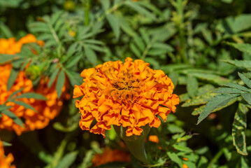 cempasúchil, flor de cempasúchil, flor de muerto, flor tradicional mexicana, día de muertos, altar de muertos, flor naranja, flor amarilla, huerta, anaranjada, flor, primavera, floral, hermoso, hojas,