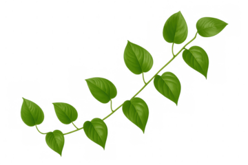 Green vine with fresh leaves growing, illustrating nature, botany, and organic growth, on transparent background