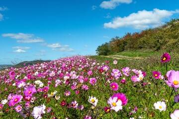 superbe champs avec des fleures cosmos multicolores formant un tableau de peintre au bord du chemin de randonn&eacute;e sur les chemins de l'arkose pr&ecirc;t de Montpeyroux dans le puis de d&ocirc;me