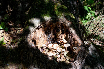 bouquet de champignons au creux d'une souche, &eacute;clair&eacute;s par un rayon de soleil par une belle journ&eacute;e d'autonme