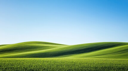Fototapeta premium Green rolling hills under a clear blue sky on a sunny day in an open countryside landscape