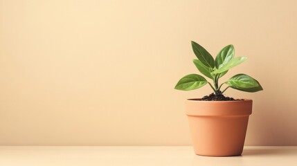 Fototapeta premium Small green plant growing in a terracotta pot on a light background in a cozy indoor setting