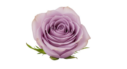 Single Lavender Rose Bloom Isolated on Black purple rose