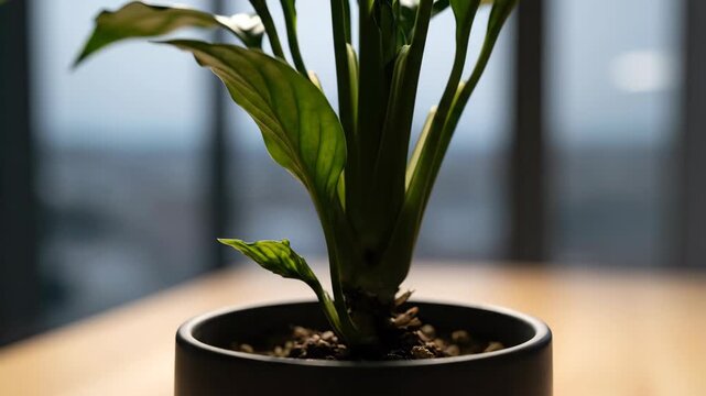 Peace lily plant in pot against blurred background in natural light