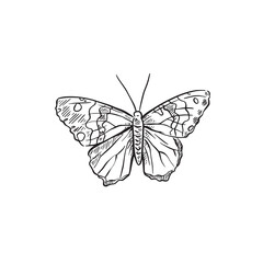 Butterfly illustration hand drawn in black and white.