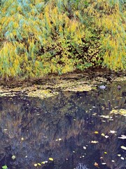 fantastic willow tree reflection on the pond, autumn mood