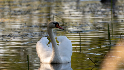 Łabędzie w Dolinie Baryczy