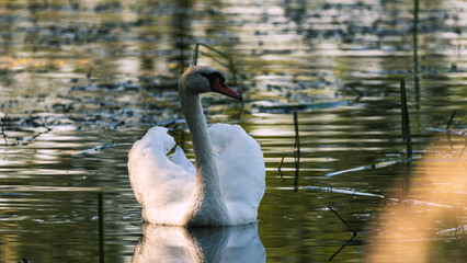 Łabędzie w Dolinie Baryczy