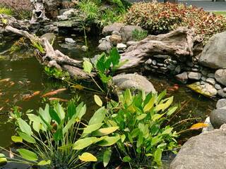 Serene koi pond with lush greenery, natural driftwood, and smooth stones creates a tranquil outdoor oasis for relaxation and nature lovers.