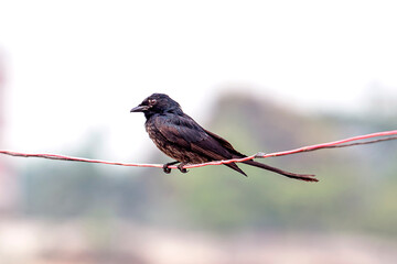 Black Drongo Perched On Red Wire in Soft Outdoor Scene with Calm, Natural Feel