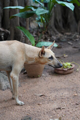 A dog is standing in front of a plant