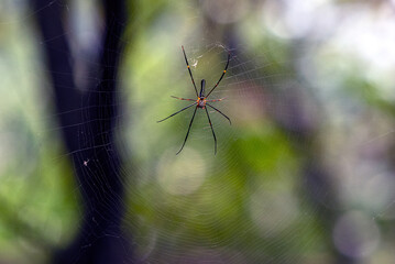 Delicate Spider in Center of Web with Colorful, Blurred Background in Outdoor Garden Scene