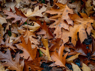 Herbstlich gefärbte Blätter am Baum