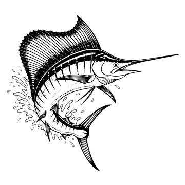 sailfish engraving white and black, vector illlustration