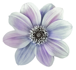 Dahlia flower. Flower on  isolated  background. For design.  Transparent background.	