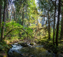 Serene Forest Stream, Lush Green Wilderness