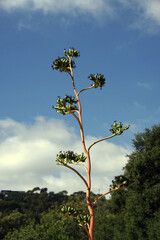 Tall agave flower stem  in evening light