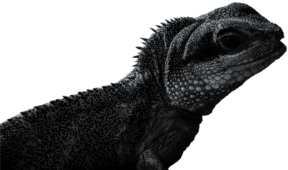 a close up of a lizard