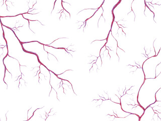 毛細血管　イラスト素材