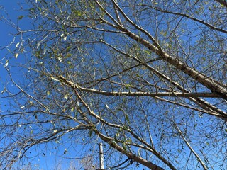 branches of a tree