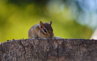 Chipmunk Eating Seeds on a Tree Stump in Soft Sunlight