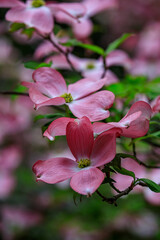 Obraz premium Pink Flowering Tree with Blossoms in Full Bloom